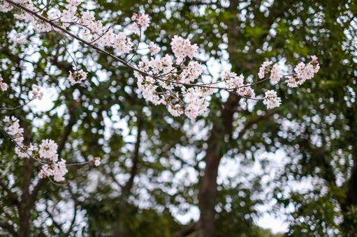 Cherry blossoms at Bessho Numa Park, JPG