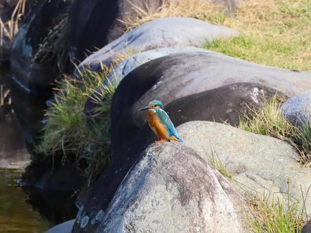 Kingfisher, JPG