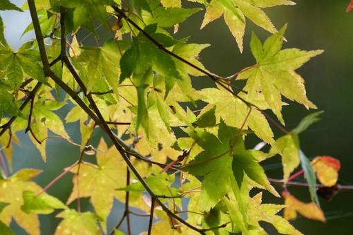 モミジの葉 モミジ,葉,植物の写真素材