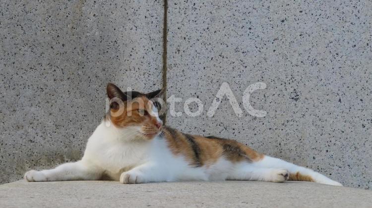 ライオンのように涼む風格のある三毛猫 三毛猫,猫,威厳の写真素材