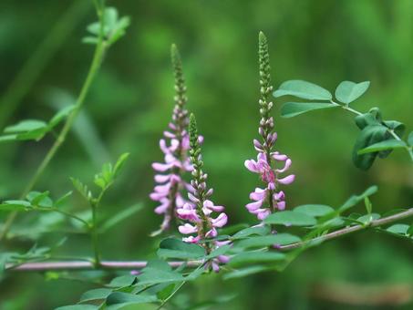 草花 コマツナギ 草花 コマツナギの写真