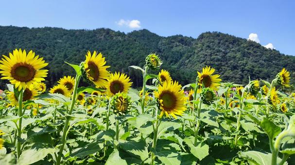 夏を抱きしめる花畑 夏を抱きしめる花畑の写真