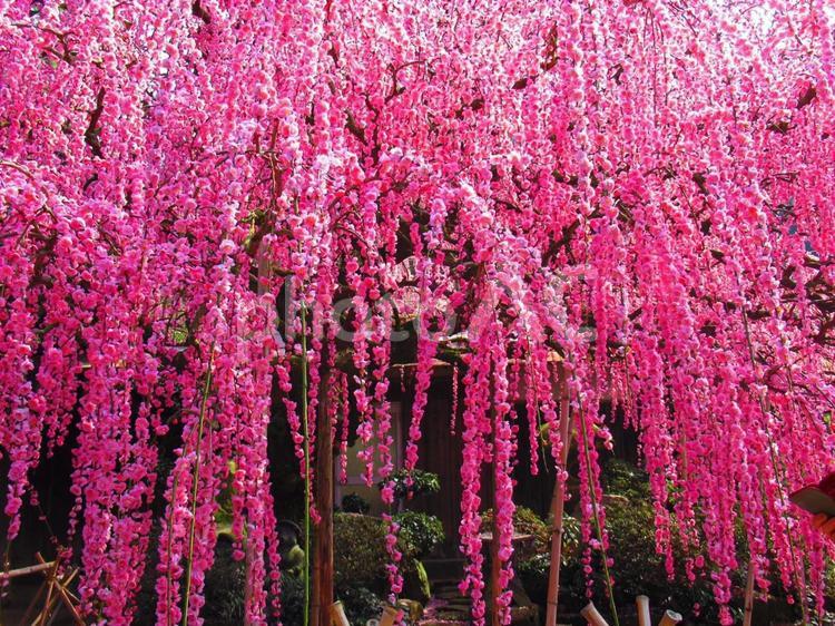 淡路島で有名な枝垂れ梅 植物,自然,花の写真素材