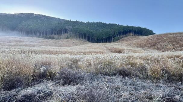 仙石原すすき草原13 仙石原すすき草原,すすき,青空の写真素材