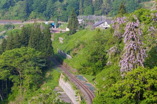 250521長野県栄村飯山線と山藤 長野県,下水内郡,栄村の写真素材
