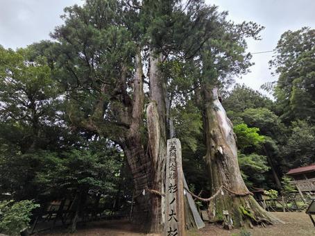Photo, kochi prefecture, ootake-cho, fir, 