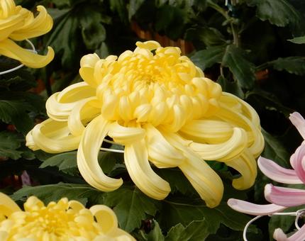 【風景写真】福山菊花展覧会の風景の写真