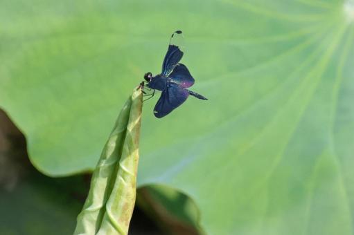 Butterfly dragonfly, JPG Butterfly dragonfly, JPG
