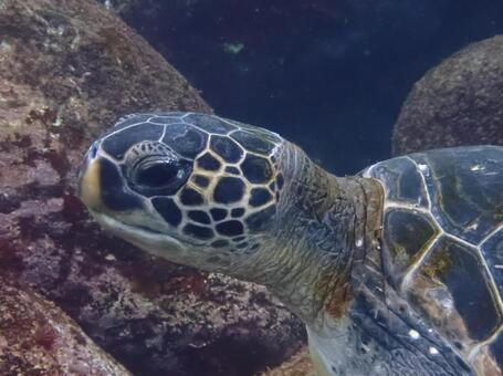 アオウミガメの横顔 ウミガメ,海,顔の写真素材