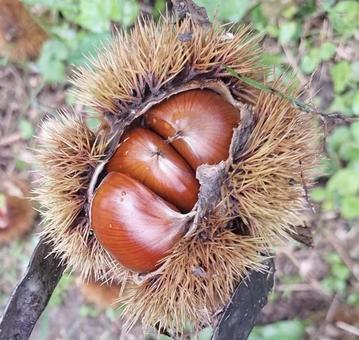 秋の贈り物 秋の贈り物の写真