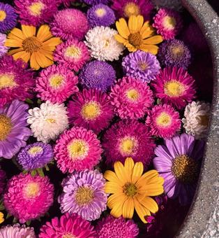 花手水 花手水の写真