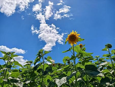 夏空と向日葵2 夏空と向日葵2の写真