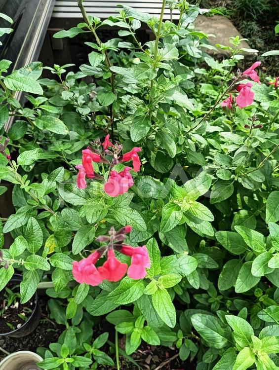 セージ セージ,ハーブ,花の写真素材