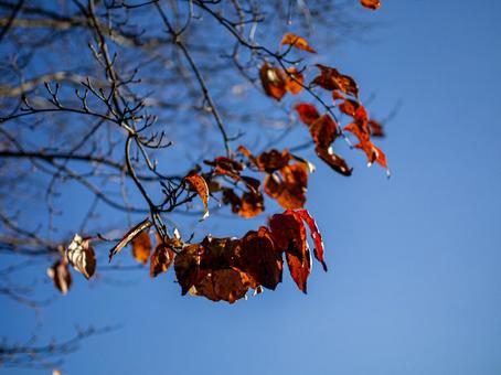 秋晴れと紅葉したブナの写真
