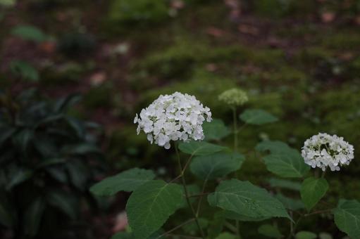 白いアジサイの清楚な佇まい アジサイ,紫陽花,白い花の写真素材