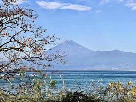 柿の木越しに見る駿河湾と富士山 富士山,駿河湾,海の写真素材