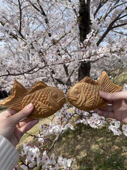 桜とたい焼き 自然,たい焼き,桜の写真素材