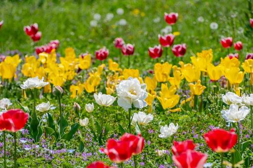 色とりどりのチューリップが咲く春の花畑 チューリップ,花畑,春の写真素材