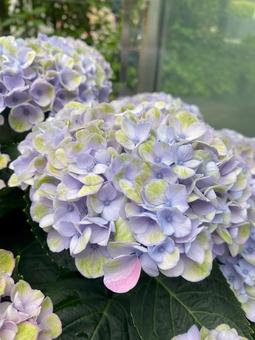 あじさいのある風景 あじさいのある風景 紫陽花,あじさい,アジサイの写真素材
