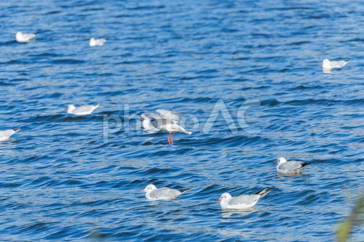 ユリカモメが飛ぶ湖の風景 ユリカモメ,鳥,湖の写真素材