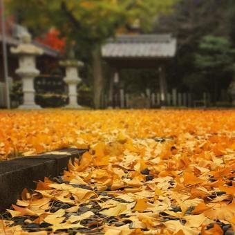 イチョウの葉が敷き詰められた秋の風景 イチョウの葉が敷き詰められた秋の風景の写真