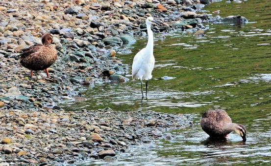水辺の鳥 水辺の鳥の写真