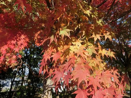 Autumn leaves season, JPG Autumn leaves season, JPG