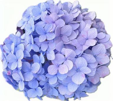 紫陽花のブーケ 紫陽花のブーケの写真