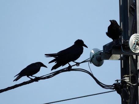 高架線の上につかまるカラス 高架線の上につかまるカラスの写真