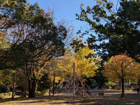 立冬前の横浜市北部の公園樹木の紅葉 晩秋,紅葉,公園樹木の写真素材