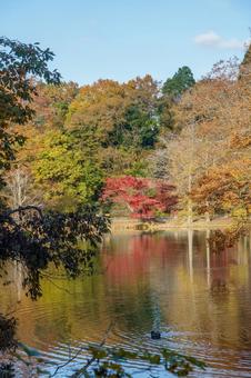 紅葉の秋 もみじ,カエデ,楓の写真素材