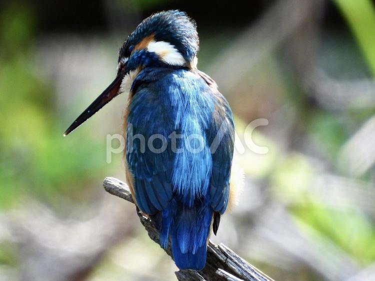 倒木にとまるカワセミ 鳥,野鳥,カワセミの写真素材