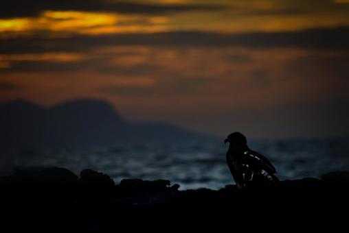 <五島の風景>夏の夜明けの海と磯のトンビ <五島の風景>夏の夜明けの海と磯のトンビの写真