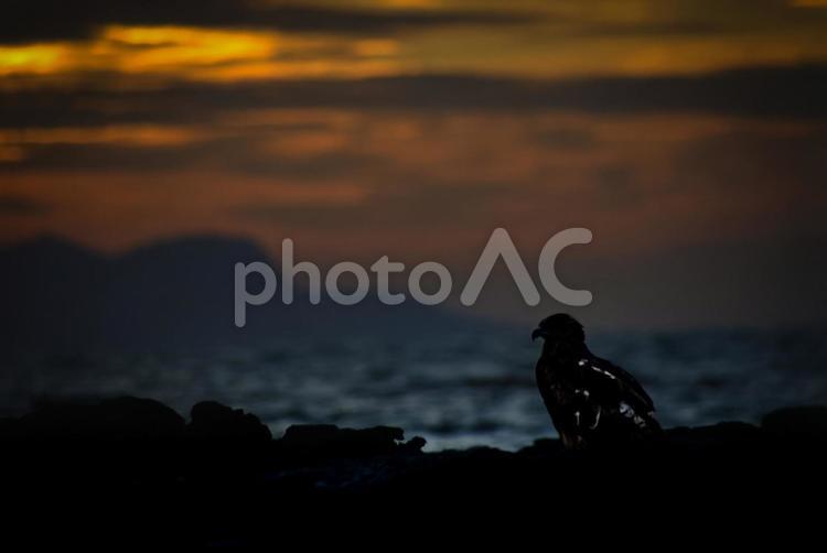 ＜五島の風景＞夏の夜明けの海と磯のトンビ 海,海岸,夜明けの写真素材