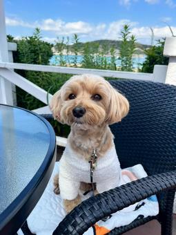 マルプー　けんけん マルプー,犬,まるぷーの写真素材