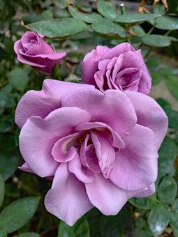 バラ 薔薇 花 バラ,薔薇,花の写真素材