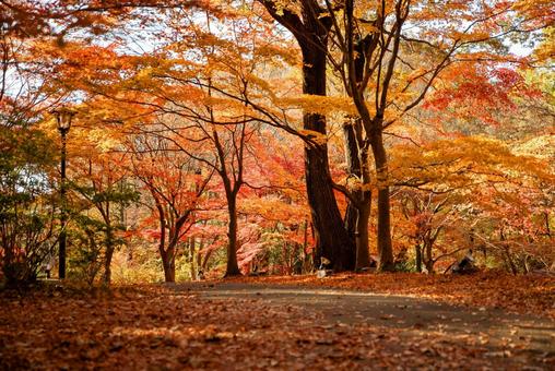 森林公園の紅葉 森林公園の紅葉 森林公園,秋,紅葉の写真素材