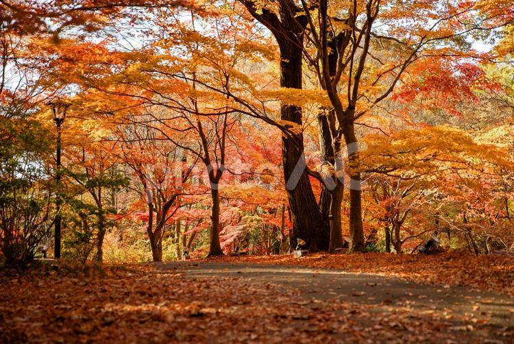 森林公園の紅葉 森林公園,秋,紅葉の写真素材