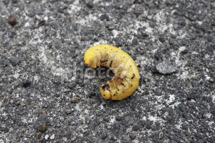 蟻に捕食される芋虫の画像 捕食,虫,芋虫の写真素材