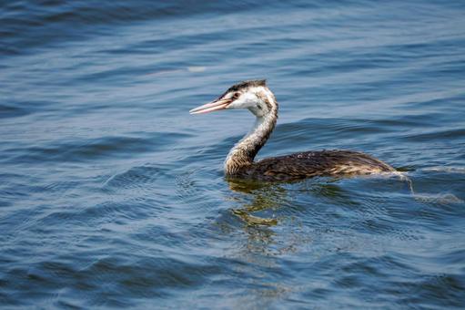 カンムリカイツブリの若鳥(23) カンムリカイツブリの若鳥(23)の写真