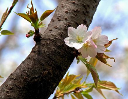 サトザクラ 'コケシミズ' サトザクラ 'コケシミズ' サトザクラ,コケシミズ,里桜の写真素材