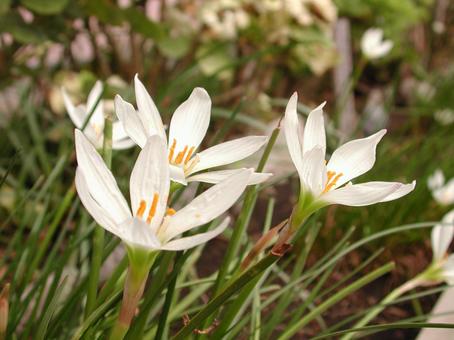 Photo, zephyrinus, a flower, natural scenery, 