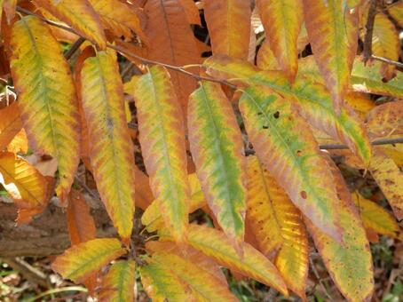 【紅葉写真】栗の葉の紅葉 栗,クリ,葉の写真素材