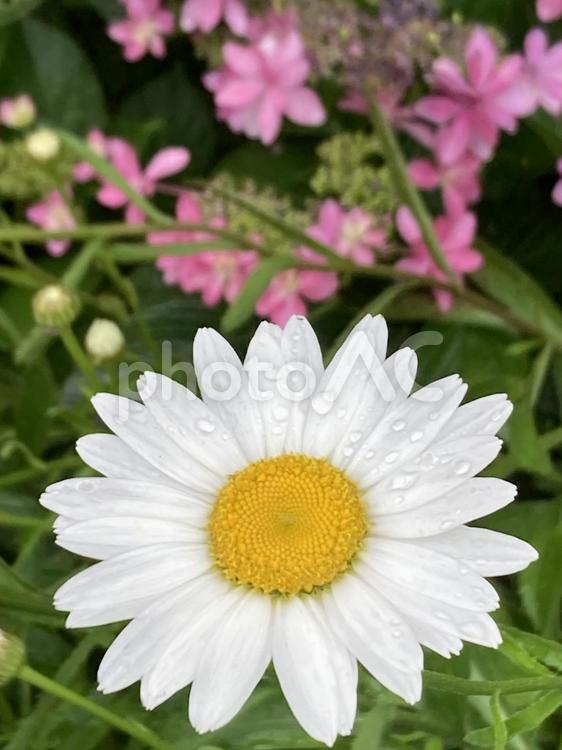 キレイなマーガレットの花　雨上がり マーガレット,白い,花の写真素材