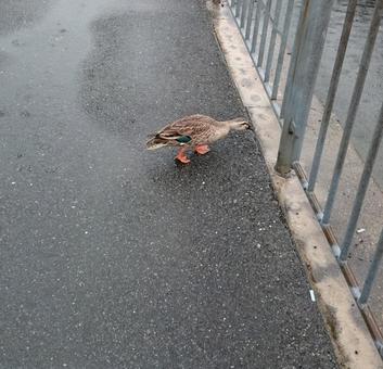 雨の道路を歩いているカモ2 雨の道路を歩いているカモ2の写真