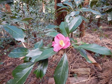 ツバキの花 ツバキの花の写真