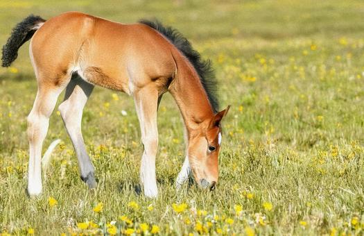 仔馬の写真