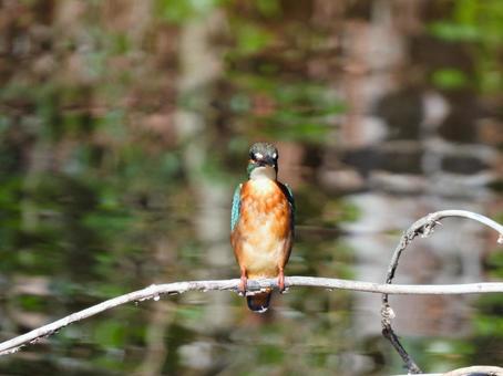水辺の細枝にとまるカワセミ2 カワセミ,鳥,鳥類の写真素材