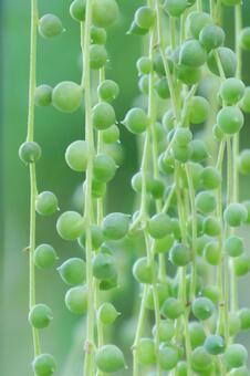 Green Necklace, JPG