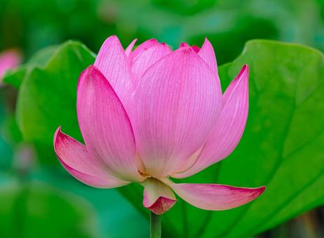 ハス池 ハスの花4ー27 ハス池 ハスの花4ー27の写真